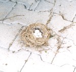 Nest mit 5 Vogeleiern